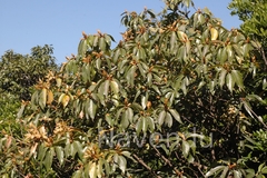 Actinodaphne hookeri